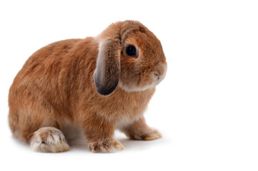rabbit isolated on a white background