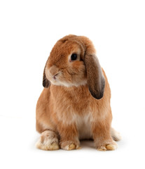 rabbit isolated on a white background