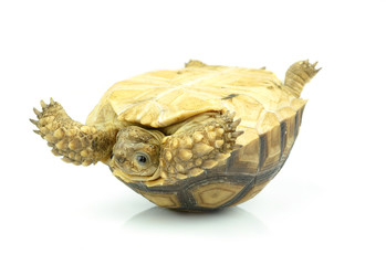 turtle on white background