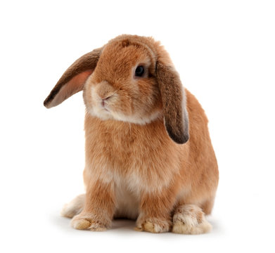 Rabbit Images – Browse 1,144,539 Stock Photos, Vectors, and Video | Adobe  Stock