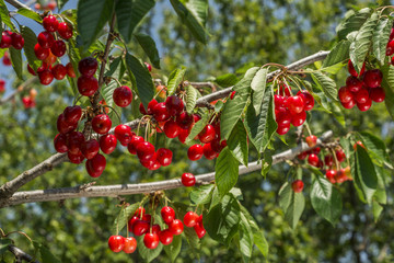 Fototapeta premium cherry tree