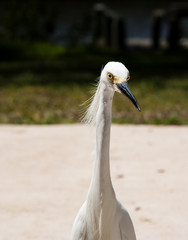 close portrait of a white snow  egret