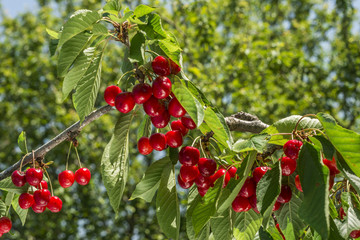 cherry tree