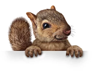Fotobehang Cute Squirrel © freshidea