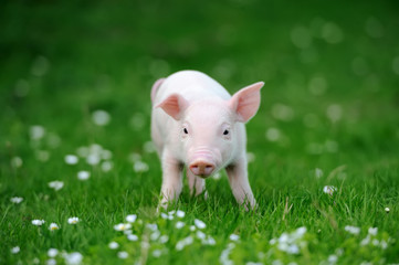 Young pig in grass