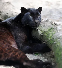Tuinposter Zwarte luipaard © byrdyak
