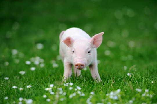 Young pig in grass