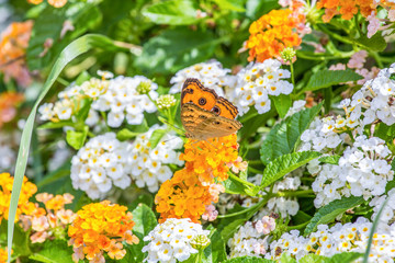 Butterfly Flowers