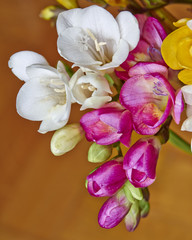 vibrant colrored freesia flowers closeup