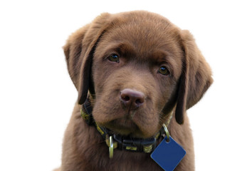 young labrador retriever puppy