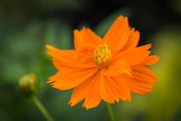 close up cosmos flower