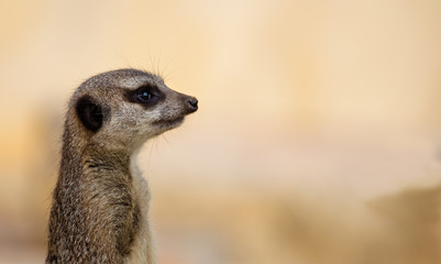 Meerkat Lookout