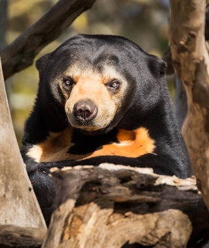 Mean Face Sun Bear