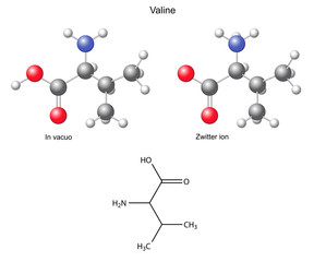 Valine (Val) - chemical structural formula and models