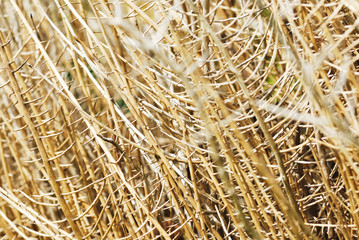 Texture of dry thorns root yellow background
