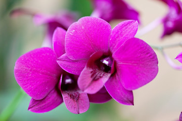 Naklejka na ściany i meble Pink orchid phalaenopsis