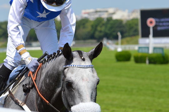 chevaux de courses