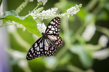 Butterfly feeding on tree