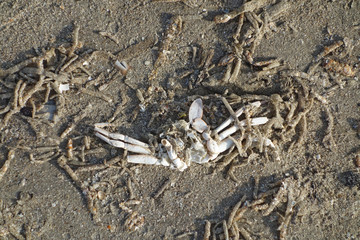 dead crab