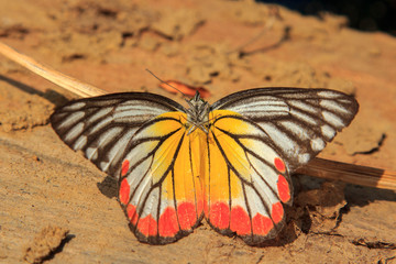 Colorful butterflies.