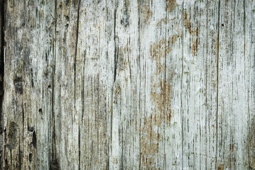 Naklejka premium Bark texture of dead tree