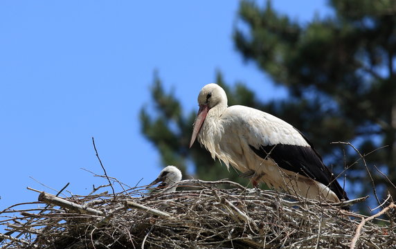 cigogne et son petit sur son nid