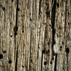 Bark texture of dead tree