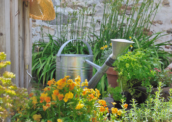 arrosoir dans les plantes aromatiques et fleurs © coco