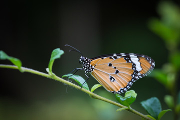 Butterfly feeding on tree