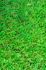 Green grass texture background.