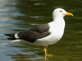Lesser Black-backed gull