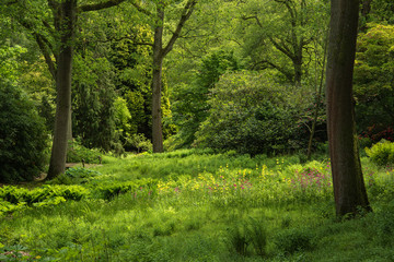 Fototapeta na wymiar Landscape image of beautiful vibrant lush green forest woodland