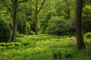 Cercles muraux Printemps Landscape image of beautiful vibrant lush green forest woodland