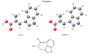 Tryptophan (Trp) - chemical structural formula and models