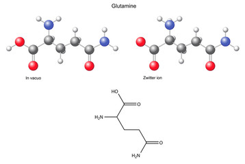 Glutamine (Gln) - chemical structural formula and models