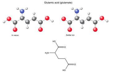 Glutamic acid (Glu) - chemical structural formula and models
