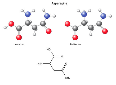 Asparagine (Asn) - chemical structural formula and models