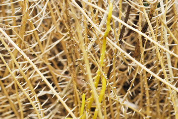 Texture of dry thorns root yellow background