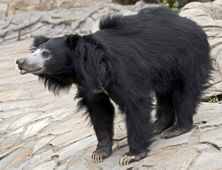 Fototapeta premium Sloth bear
