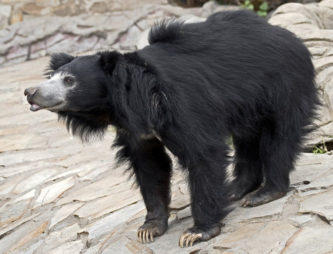 Sloth Bear