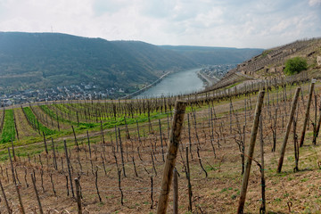Fototapeta na wymiar Riesling vineyards on Moselle river
