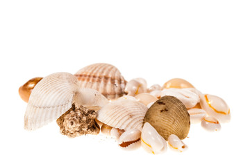 Heap of seashells