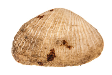 fossil seashell