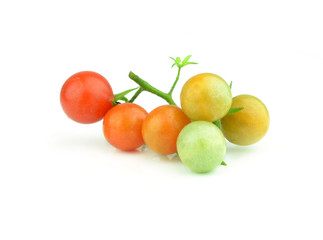 Tomato branch