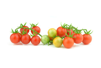 Tomato branch