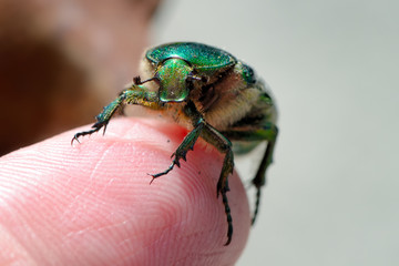 Rosenkäfer auf Finger