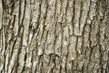 Bark texture of dead tree