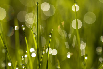 Water drops on the green grass