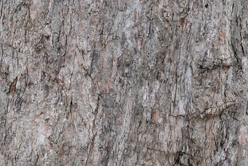 Fototapeta premium Bark texture of dead tree