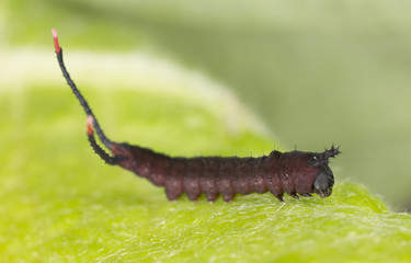 Very young just newly hatched Puss moth larva